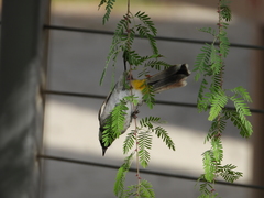 Pycnonotus leucotis