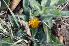 Pilosella aurantiaca