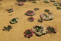 Lechenaultia macrantha