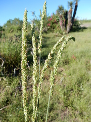 Setaria palmeri
