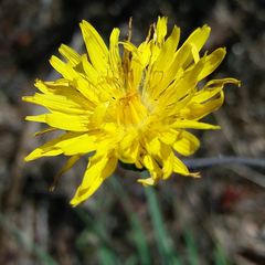 Reichardia intermedia