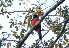 Trogon melanurus