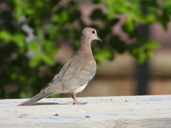 Streptopelia senegalensis