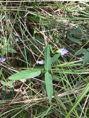 Centrosema virginianum