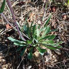 Reichardia intermedia