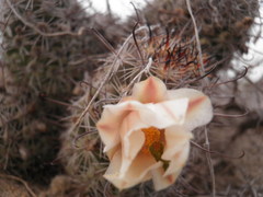 Mammillaria hutchisoniana hutchisoniana