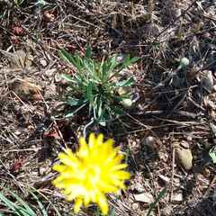 Reichardia intermedia