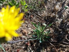 Reichardia intermedia