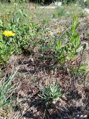 Reichardia intermedia