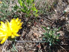 Reichardia intermedia