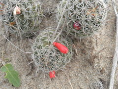 Mammillaria hutchisoniana