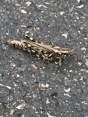 Melanoplus macclungi