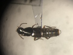 Quedius rusticus