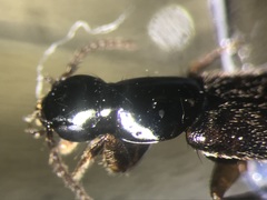 Quedius rusticus