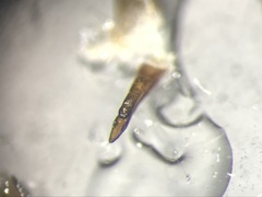 Quedius rusticus