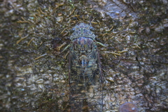 Cicadidae