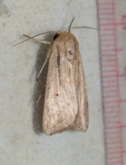 Leucania phragmitidicola