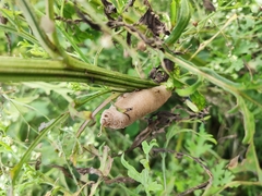 Lepidoptera