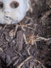 Steatoda nobilis