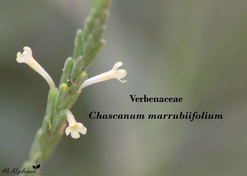 Chascanum marrubiifolium