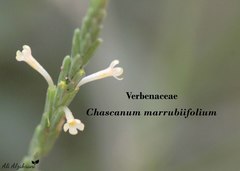 Chascanum marrubiifolium
