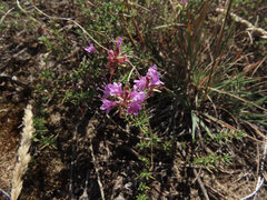 Thymus borysthenicus