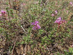 Thymus borysthenicus