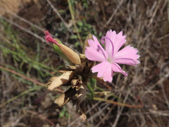 Dianthus polymorphus