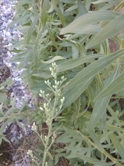 Erigeron sumatrensis