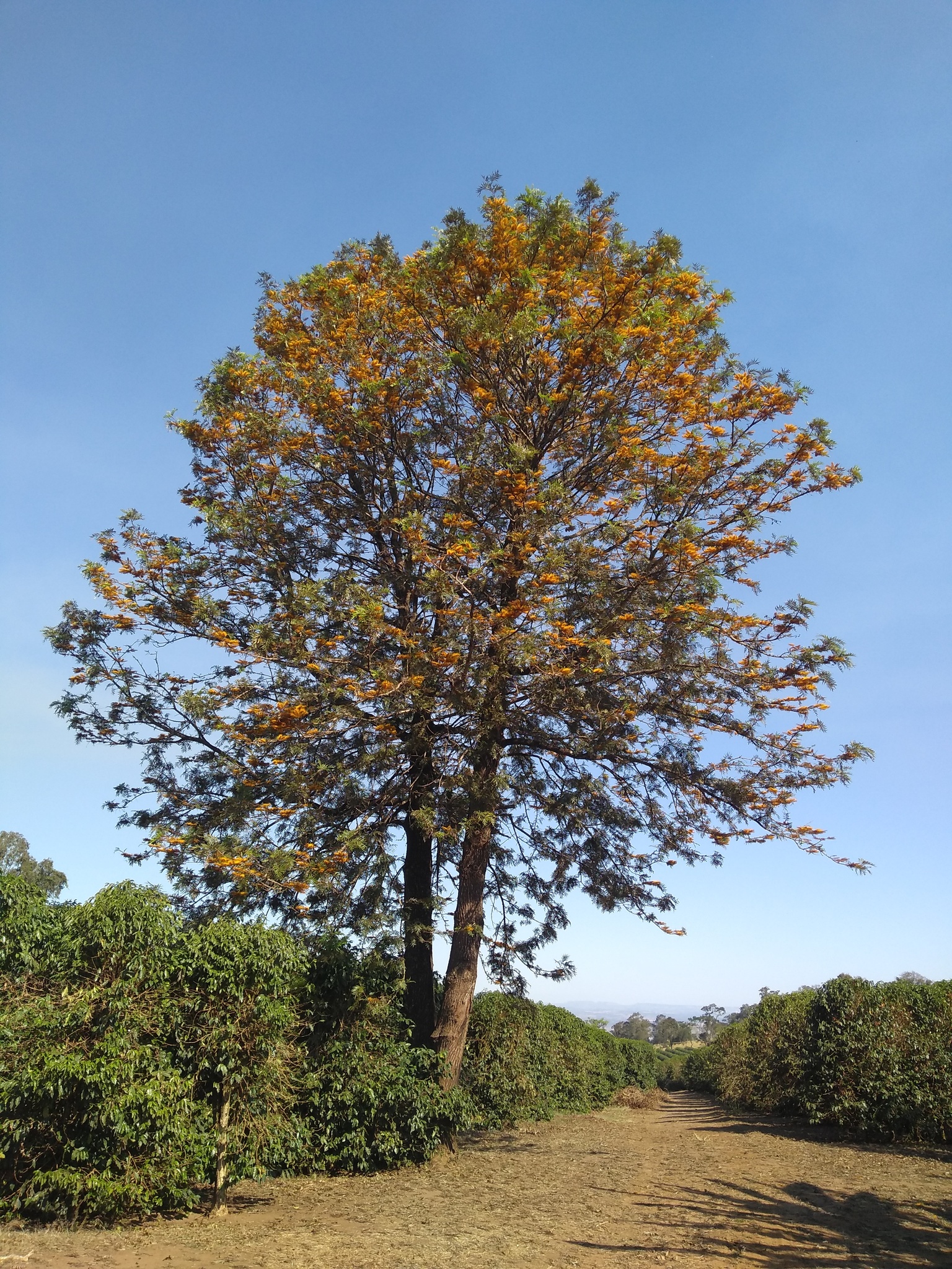 Grevillea robusta