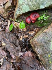 Compsocryptus calipterus