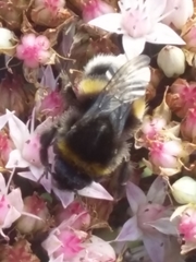Bombus