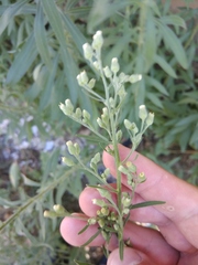 Erigeron sumatrensis