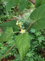 Cynanchum jaliscanum