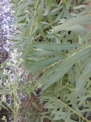 Erigeron sumatrensis