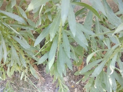 Erigeron sumatrensis