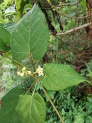 Cynanchum jaliscanum