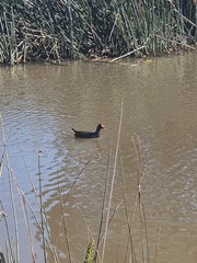 Gallinula tenebrosa