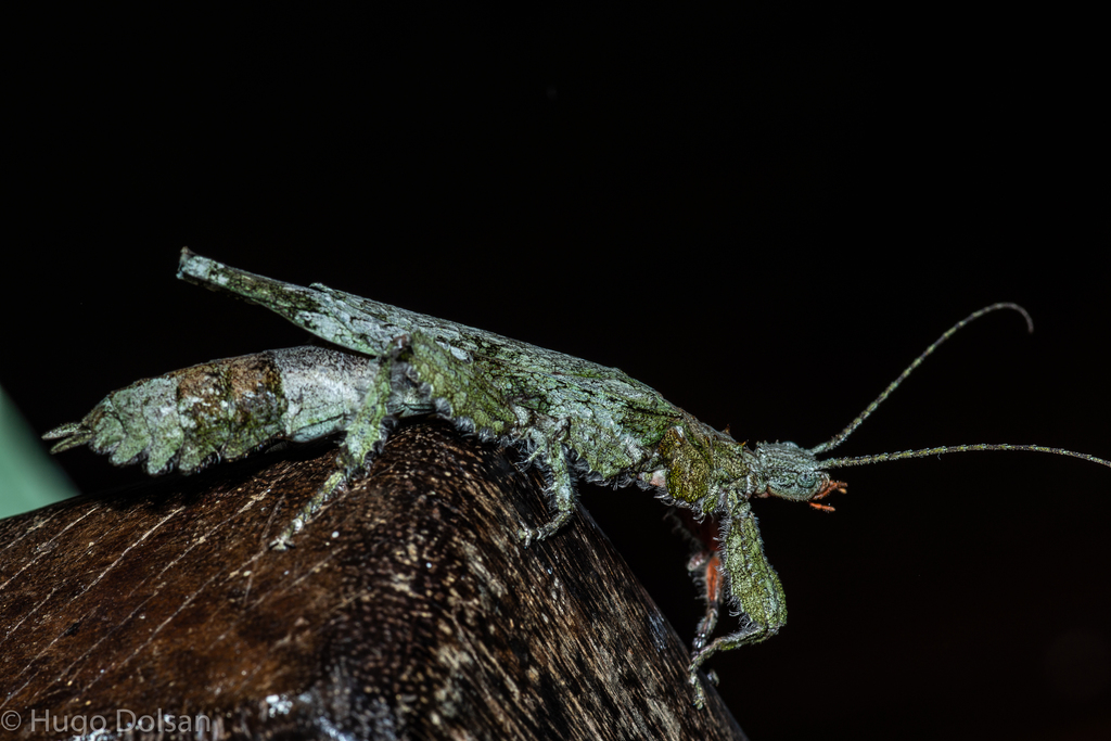 Prisopus sacratus