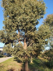 Eucalyptus
