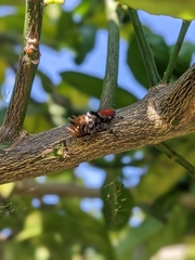 Phidippus adumbratus