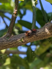 Phidippus adumbratus