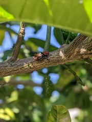 Phidippus adumbratus