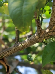 Phidippus adumbratus