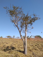 Machaerium isadelphum