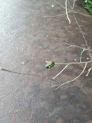 Calligrapha mexicana