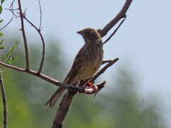 Emberiza citrinella