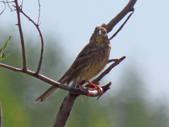 Emberiza citrinella