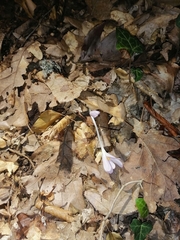Colchicum umbrosum