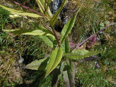 Senecio cacaliaster